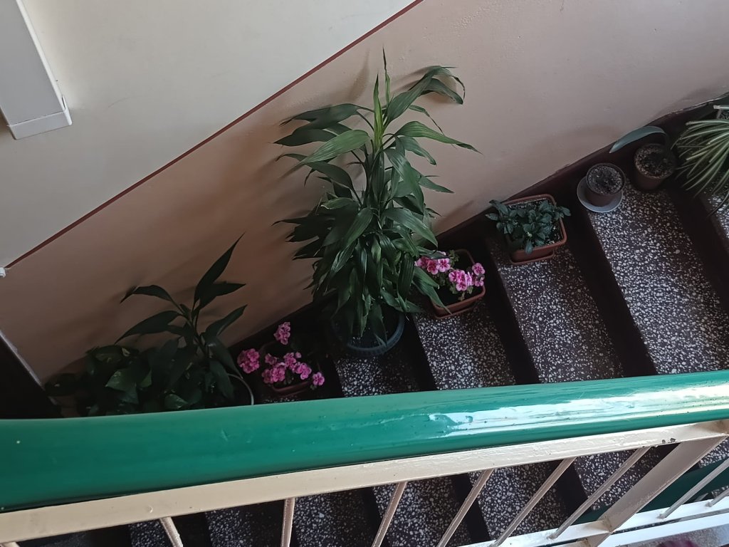 În caz că nu știați, ghivecele cu flori de pe casa scărilor sunt INTERZISE. Blochează evacuarea și intervenția în caz de incendiu