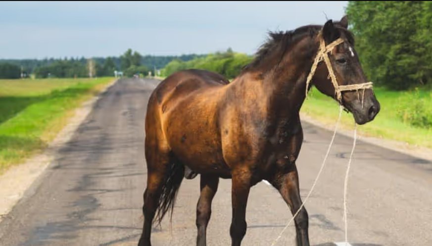Un șofer din Cluj a lovit mortal un cal apărut brusc pe carosabil