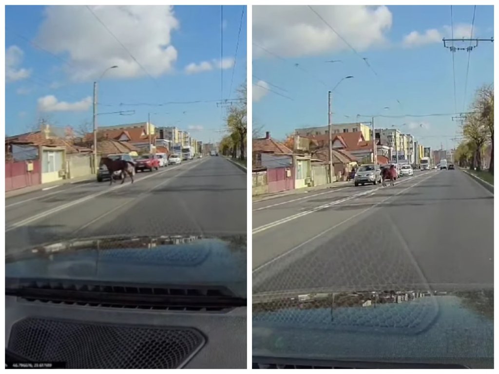 După vacă, vine calul. Clujul de 5 stele are din nou animale pe Bulevardul Muncii