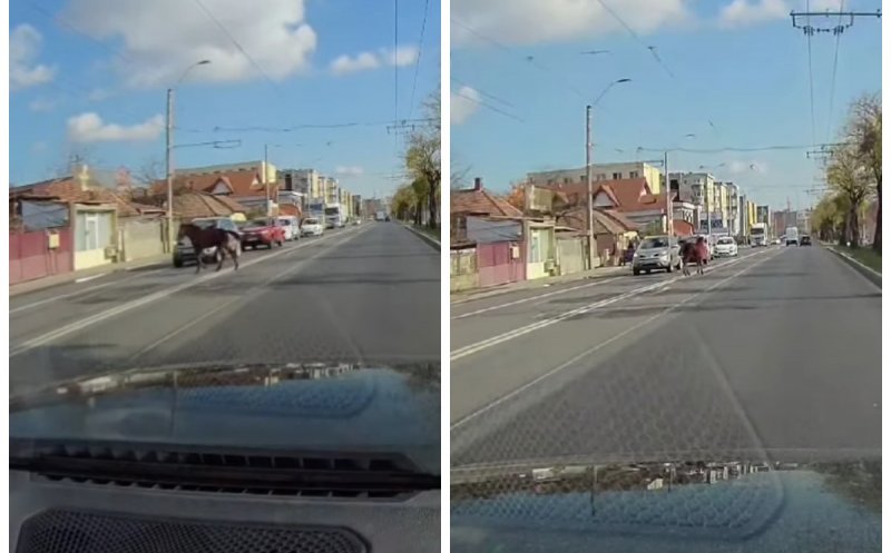 După vacă, vine calul. Clujul de 5 stele are din nou animale pe Bulevardul Muncii