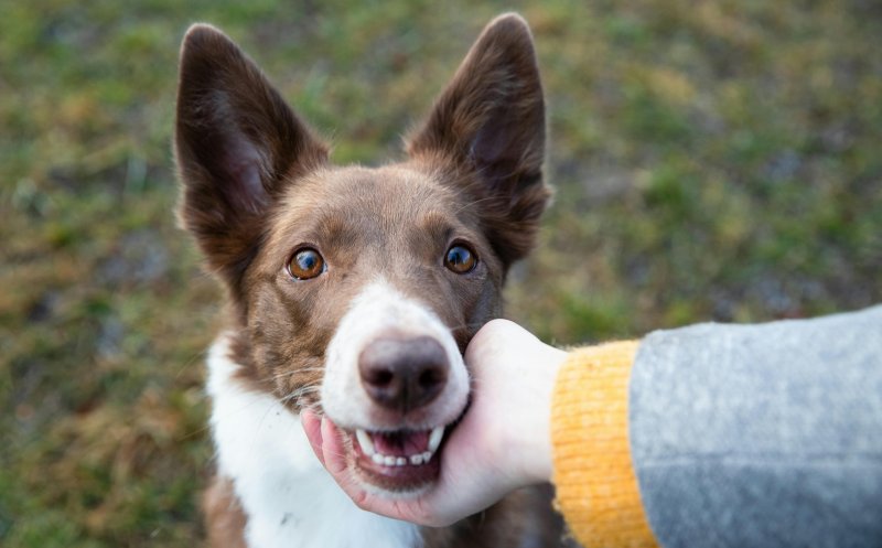 Campanie de sterilizare gratuită a câinilor, la Dej