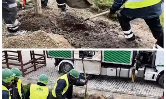 Primăria începe înlocuirea arborilor uscați în Cluj-Napoca. Lucrările se fac pe garanția firmei care i-a plantat