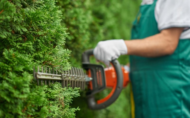 Cele mai frecvente greșeli în tunderea artistică a gardurilor vii și cum le eviți ca profesionist