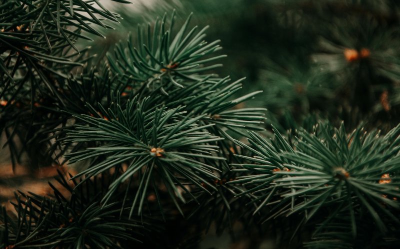 Romsilva pune la vânzare peste 16.000 de pomi de Crăciun. Ce prețuri au și de unde pot fi cumpărați