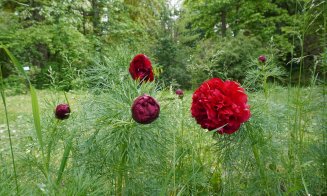 Vizitează Grădina Botanică din Cluj-Napoca. Ce program va avea de 1 Decembrie, Ziua Națională a României