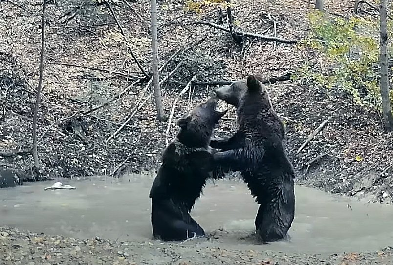 Bătaie pentru o ”piscină” aflată într-o pădure din Parcul Național Piatra Craiului