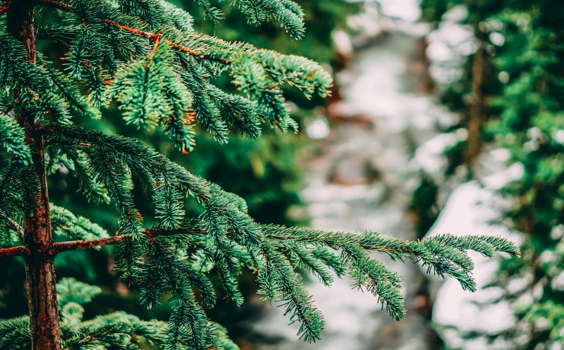 De unde poți cumpăra brazi naturali de Crăciun la Cluj. Ghidul prețurilor și al magazinelor