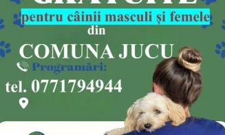 Primăria Jucu avertizează: Cei care nu sterilizează câinii primesc amenzi de până la 10.000 de lei