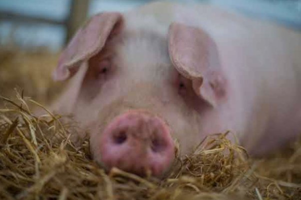 Grijă mare la porcul de Crăciun! INSP avertizează asupra unei boli cu risc mortal