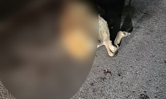 Căprioară lăsată să agonizeze pe marginea drumului într-o baltă de sânge / Polițist: “Nu discut cu nimeni, nu sunt Moș Crăciun”