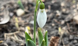 Surpriză de Crăciun la Grădina Botanică din Cluj-Napoca: Au răsărit primii ghiocei. „Natura știe să ne surprindă”