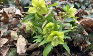 Surpriză de Crăciun la Grădina Botanică din Cluj-Napoca: Au răsărit primii ghiocei. „Natura știe să ne surprindă”