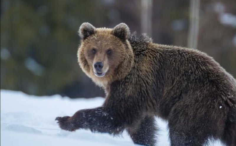 URS semnalat într-o localitate din Cluj. Autoritățile au emis o avertizare RO-ALERT