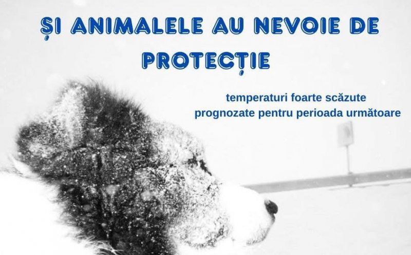 Prefectura Cluj face apel la cetățeni: Animalele au nevoie de protecție în contextul gerului extrem