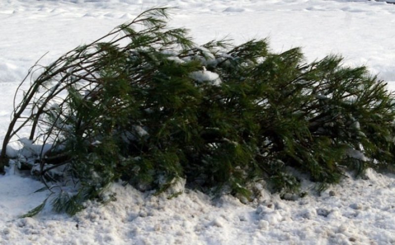 Anunț al Primăriei Apahida: brazii de Crăciun trebuie scoși în fața proprietăților pentru a fi ridicați