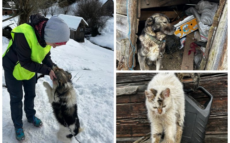 Suflete nevinovate scăpate din ger și lanțuri: șase animale au fost salvate datorită comunității și Poliției Beliș, Cluj