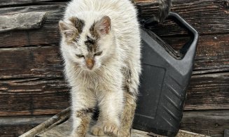 Suflete nevinovate salvate din ger și lanțuri: șase animale au fost salvate datorită comunității și Poliției Beliș, Cluj