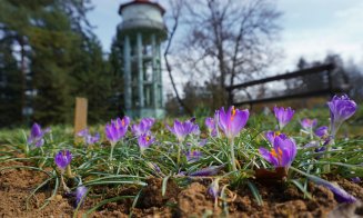 Grădina Botanică din Cluj, una dintre cele mai căutate destinații ale orașului. Câți vizitatori îi trec pragul anual