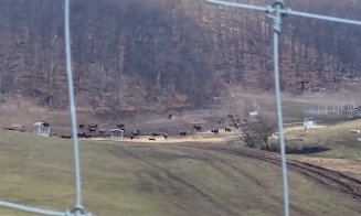 Noi descoperiri șocante la ferma din Recea Cristur, Cluj: încă 25 de animale găsite moarte. Prefectul Maria Forna a anunțat măsuri dure