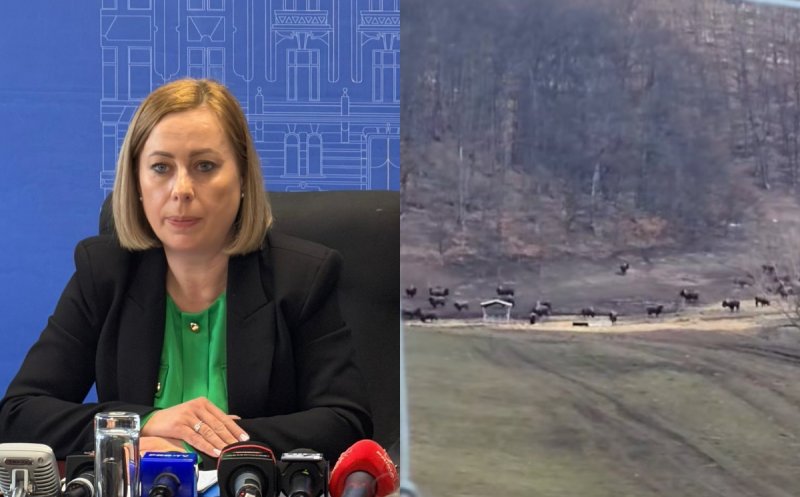 „Lagăr” pentru animale sălbatice la Recea-Cristur, Cluj: peste 200 de bizoni, cerbi și bivoli găsiți morți. Maria Forna: "Ferma a încasat subvenții de peste 10 milioane de lei"