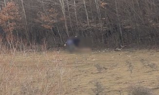 Câtă suferință! Cerbul dus de urgență la USAMV Cluj de la ferma groazei a murit. "Avea viermi și paraziți în organe"