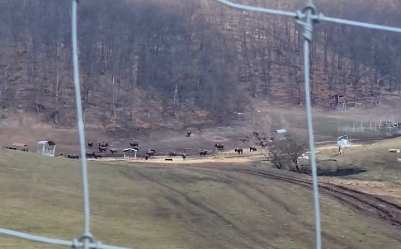 „Lagărul” animalelor din Cluj: exemplare încă în viață, găsite în stare critică. Cine sunt proprietarii fermei din Recea Cristur