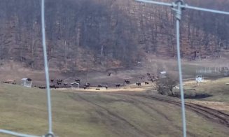 După moartea a peste 200 de animale la ferma groazei, începe lupta pentru supraviețuitori: apel urgent la voluntari la Recea Cristur, Cluj