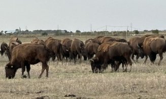 Dosar penal deschis în cazul fermei de bizoni de la Recea Cristur, unde au fost găsite peste 200 de animale moarte
