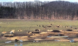 La o săptămână de la descoperirea a sute de animale moarte la Recea Cristur, instituțiile statului ”verifică” de zor / ”Asta s-a întâmplat sub ochii voştri”, transmit cetățenii