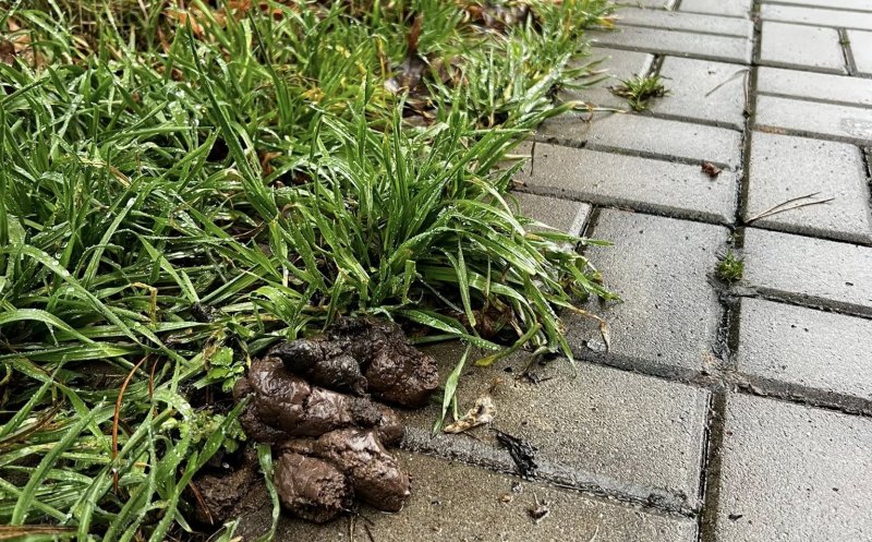 ”Cei care și-au pierdut rahații câinilor, vă rog să îi ridicați de pe trotuar. Că ne împiedicăm de ei zilnic!!!”