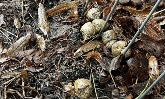 ”Cei care și-au pierdut rahații câinilor, vă rog să îi ridicați de pe trotuar. Că ne împiedicăm de ei zilnic!!!”