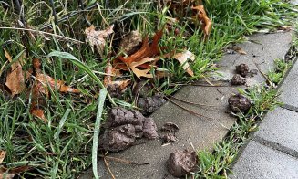 ”Cei care și-au pierdut rahații câinilor, vă rog să îi ridicați de pe trotuar. Că ne împiedicăm de ei zilnic!!!”