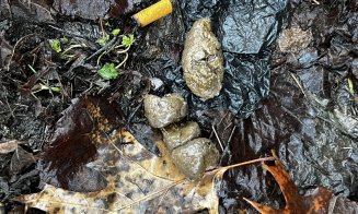 ”Cei care și-au pierdut rahații câinilor, vă rog să îi ridicați de pe trotuar. Că ne împiedicăm de ei zilnic!!!”