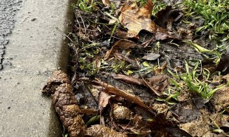 ”Cei care și-au pierdut rahații câinilor, vă rog să îi ridicați de pe trotuar. Că ne împiedicăm de ei zilnic!!!”