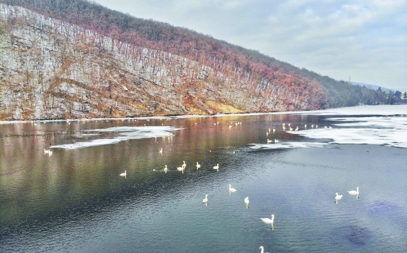 Focar de gripă aviară depistat în Cluj, la două lebede găsite moarte în zona lacului de acumulare din Gilău