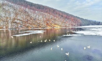 Focar de gripă aviară depistat în Cluj, la două lebede găsite moarte în zona lacului de acumulare din Gilău