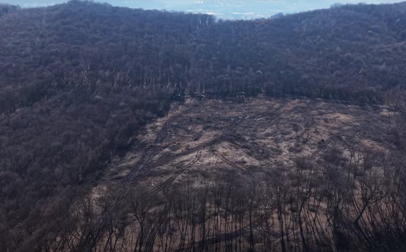 Măcel în Pădurea Hoia-Baciu: două hectare de pădure rase peste noapte. Garda Forestieră și Prefectura Cluj au reacționat