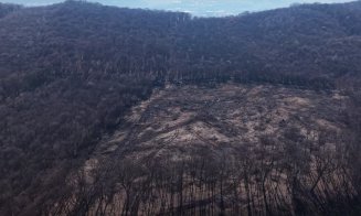 Măcel în Pădurea Hoia-Baciu: două hectare de pădure rase peste noapte. Garda Forestieră și Prefectura Cluj au reacționat