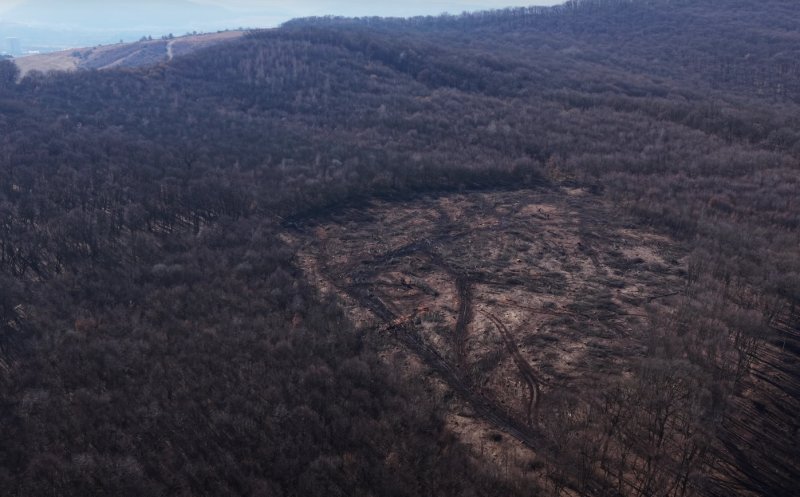 Prefectura Cluj clarifică situația controversată din Pădurea Hoia. Tăierile respectă legea, iar în martie încep măsurile pentru refacerea pădurii