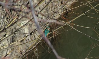 Imagine dezolantă pe Someș, în Cluj-Napoca: 'Arată cât de important e să păstrăm râul curat'