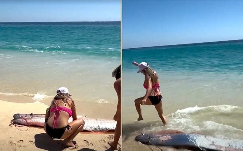 Doi „pești ai Apocalipsei” descoperiți pe o plajă de către turiști. Oamenii spun că este un semn rău