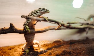 Expoziția Educativă de Tarantule și Reptile Vii revine la Iulius Mall Cluj cu exemplare spectaculoase