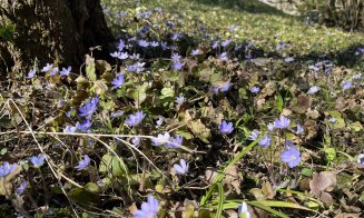 Activitate de weekend: Plimbare într-o zi de primăvară la Grădina Botanică din Cluj-Napoca