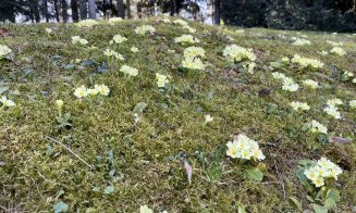 Activitate de weekend: Plimbare într-o zi de primăvară la Grădina Botanică din Cluj-Napoca