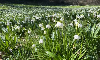 Activitate de weekend: Plimbare într-o zi de primăvară la Grădina Botanică din Cluj-Napoca