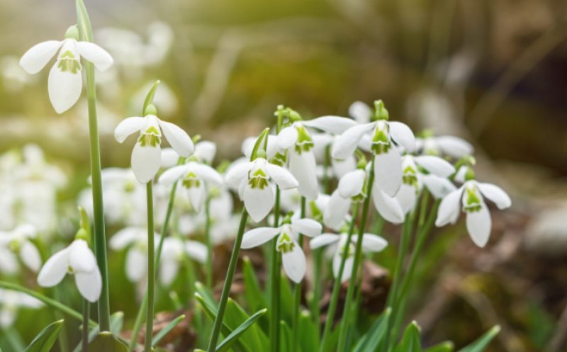 Anunțul meteorologilor despre vremea din următoarele două săptămâni. Maxime de 17 grade Celsius