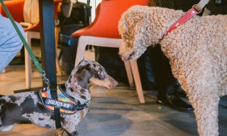 Cum îți protejezi animalul de companie primăvara? Află la Iulius Mall, în cadrul „Paw-vești cu și despre animăluțe”!