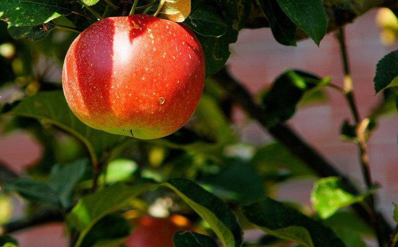 Meri, cireși și pruni în cartierele Clujului: livezi urbane în Iris și Someșeni  - Primăria invită clujenii la plantare