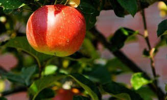 Meri, cireși și pruni în cartierele Clujului: livezi urbane în Iris și Someșeni  - Primăria invită clujenii la plantare