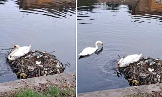 Cuib de lebede ”tapetat” cu gunoaie în Cluj-Napoca / Mizeriile de pe Someș s-au oprit la cuib. Trăgea săraca de o cârpă de numa'